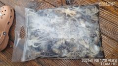 [여수,광양] - 쭈꾸미 HIT - 17일 계속되는 대박조황 ^^ 사진