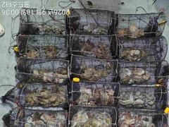 [진해] 대박~야간문어 황금물때 계속 마릿수먹폭 (예약가능 사진