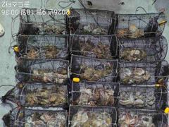 [진해] 17일야간문어 황금물때 계속되는먹폭탄(오늘2자리.일요일오후예약가… 사진