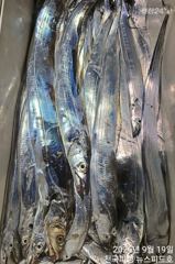 [진해] 내만에서4지밤새꾸준한입질철수조황(토욜일욜예약가능) 사진