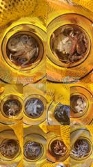 (실시간)원도권 문어 폭격~가을시즌 중치급 피딩~고고피싱(20일예약) 사진