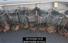 (문어)얕은 여밭 피딩 뽑고 또 뽑고 이만큼~현서피싱(20일 예약) 사진