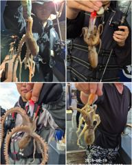 ■9/19 군산 "쭈꾸미"■ Good 싸이즈~! Good 조황~!!! 사진