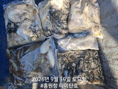 [홍원항타이탄호] 9월19일(토) 쭈꾸미,갑오징어 조황입니다. 사진