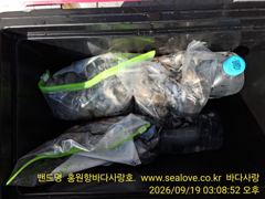 쭈갑 조황 입니다. 사진