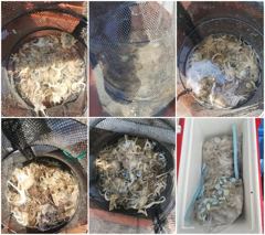 목화피싱9/20일쭈꾸미낚시현재조황느나느나올라옵니다.20일쭈꾸미조황{영상먼저보시오} 사진