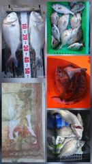 [거제] 거제 어구수성호 감성돔 참돔 문어 등 금일조황 사진