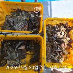 [사천] 오늘도 유신호 문어는! 사진