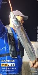 [진해] 내만갈치 씨알 끝내줍니다 갈치회 맛 끝장입니다..내일예약가능합니… 사진
