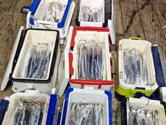 [진해] 내만갈치 3지 담배갑 싸이즈 퍽퍽 만쿨하시고 오늘출항,월,화,… 사진
