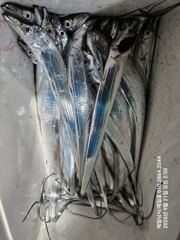 [진해] 내만갈치 오늘도 굿!! 사진