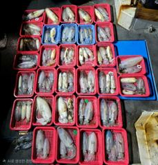 [통영] (문어)콩콩콩 스테이 300~800g까지 쩍쩍~고고써니호(22일… 사진