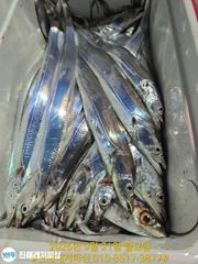내만칼치 ㅡ 씨알.마릿수 초대박입니다 .(예약가능) 사진