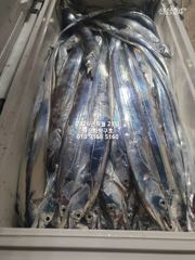 [마산] 내만갈치)와~일욜은 진짜 대박이네~호조황 이어갑니다~ 사진