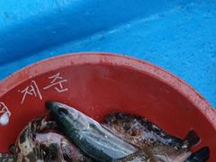 [사천] 내일 솜뱅이 등등기타~~~잡으러 가실분모십니다 사진