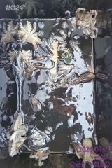 9월21일 군산 신성호 쭈꾸미 조황입니다 사진