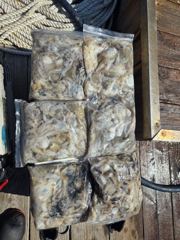 목화피싱9/21일쭈꾸미낚시조황도착하지마자올라옵니다.씨알마릿수터졌넹요. 사진