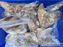 뉴대호피싱 9월21일 쭈갑조황입니다!! 사진