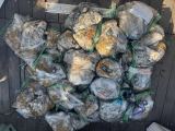 9월21일 팀스텔스호 쭈꾸미 조황! 사진