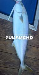 [부산] [부산 유강피싱] 유강호 부산권 부시리 파핑 지깅 퍽퍽합니다~ 사진