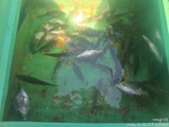 [거제] 감성돔 흘림 불감당 2방 터지고 중치급으로 마릿수 조황. 내일 … 사진