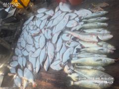 군산바다하리호 26.9.22 민어 농어 광어 조황입니다 사진
