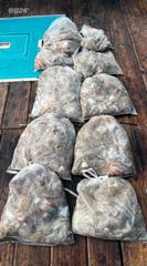22일 격포 개우럭호(구빅터호) 10명 야간문어 대박 입니다 사진