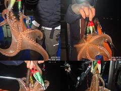 22일 퍼 담듯이 올라와 잡고온 제수용급 야간~돌문어 마리수 잡으러 출조 갑니다 @ 목,금,토요일~몇 자리 예약가능 사진