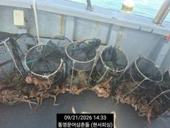 [통영] (문어)800g 전후 속출~중량급들 차곡차곡~현서피싱(24일 예… 사진