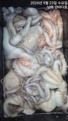 9월 23일 남해 갈화 강바다호 문어 선상조황 사진