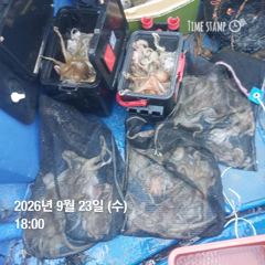 포항 종방) 제2대일호 9월 23일 문어조황 사진