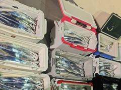 9분전 [진해] 9월 23일(수) 갈치 조황 사진