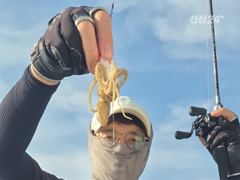 여수쭈꾸미 게속출항합니다 사진