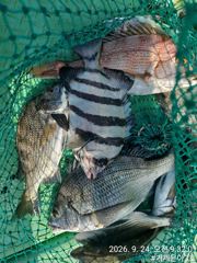 4짜외 4대돔마릿수 진행중 어초 여밭에서 [1] 사진