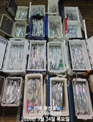 (풍산)내만갈치 3지급 느나느나, 엄청잡고, 만쿨~(예약가능합니다) 사진