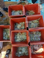 ~~*굵직굵직한 돌문어 마리수 좋아요~(주말예약가능)*~~ 사진