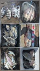 거제어구수성호 감성돔 참돔 전갱이 문어 등 금일조황 사진
