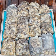 26년9월24일 퍼스트피싱 다온호ㆍ루미호ㆍ강프로호 쭈꾸미 마무리 조황 사진