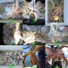 [부산] 문어 계속 호조황 개인20수이상씩 세자리 대박 조황!!(토요일부… 사진
