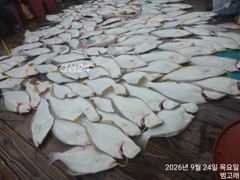 [9/24 범고래호] 배 전체 쉼 없이 터진 광어 손맛, 오늘 함께해 주신 분들 고생 많으셨습니다. 군산낚시프라자 사진