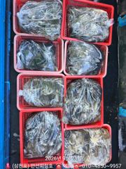 [사천] 왕쭈꾸미 장원 157수 27일돌문어 자리여유 사진