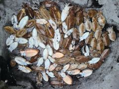9월24일페라리호갑2조황 사진