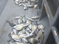 7시간전 [진해] 돌문어 1400g1380g외 중치급 많이잡고.. ( 일요일 예약가능 ) 사진