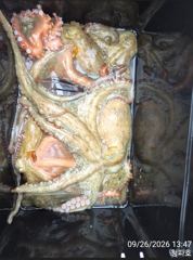 [진해] 돌문어 )) 1200g,1000g 문어조황입니디@@ 내일 2자리… 사진