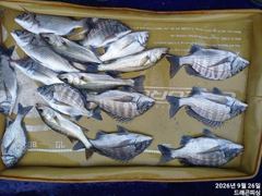 [고성] 가을 감시 35-30사이 마리수 일욜 자리여유 사진