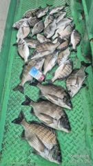 [거제] 흘림 비바람속에 감성돔38이하..낼예약가능 사진