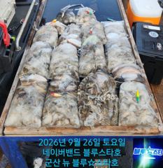 26시즌 9월 26일 군산 뉴 블루스타호 쭈꾸미 24일차 사리물때 마리수 기본 조황. 사진