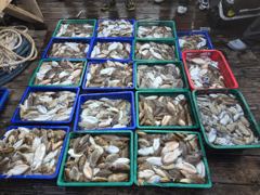 "비바람을 뚫고 최고 기록 경신! 장원 169수 & 117수 대폭발!" 사진