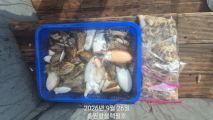 쭈갑조황 글만 보기 사진