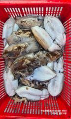 9월 26일 갑오징어 조항입니다 사진